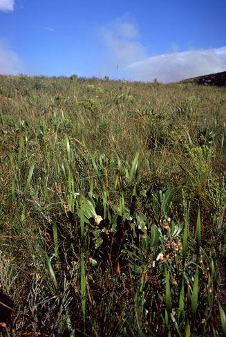 Protea foliosa (Leafy sugarbush)