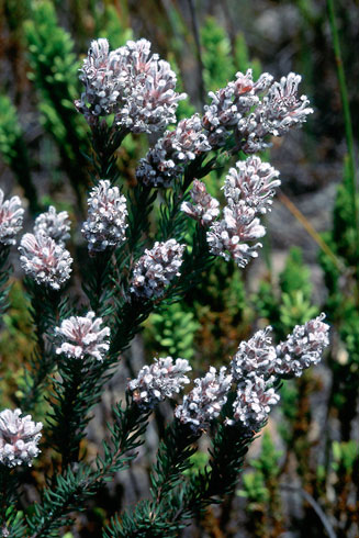 Spatalla argentea (Silver-leaf spoon)