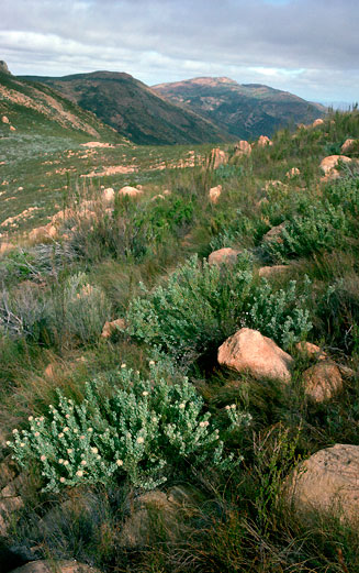 Vexatorella alpina (Kamiesberg vexator)