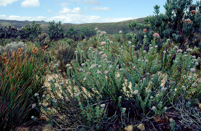Vexatorella amoena (Swartruggens vexator)