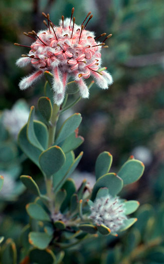 Vexatorella amoena (Swartruggens vexator)