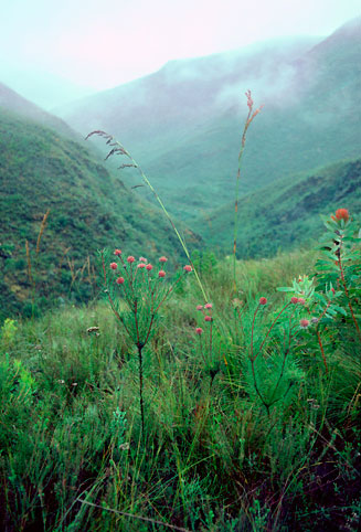 Vexatorella latebrosa (Robertson vexator)