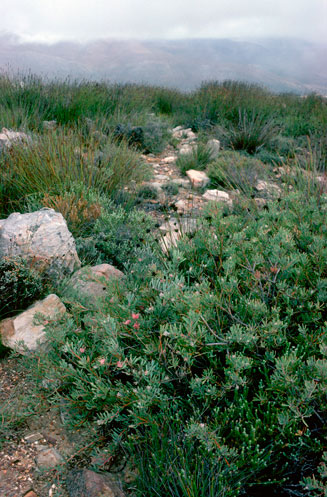 Vexatorella obtusata (Montagu vexator, Witteberg vexator)
