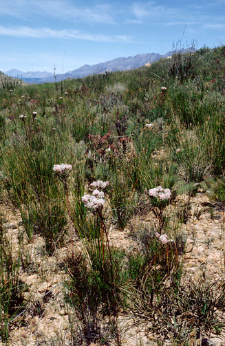 Serruria confragosa (Wavy spiderhead)