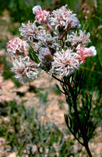 Serruria confragosa (Wavy spiderhead)