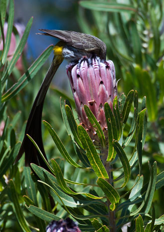 Protea neriifolia (Narrow-leaf sugarbush)