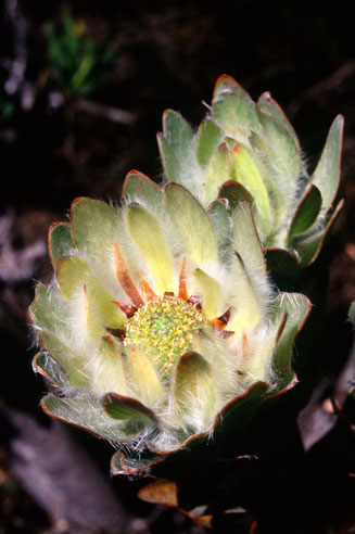 Leucadendron nervosum