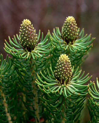 Leucadendron teretifolium