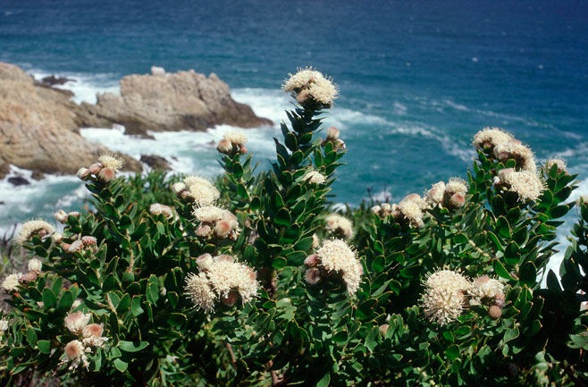 Leucospermum bolusii