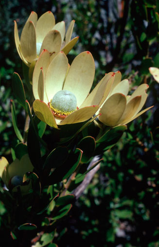 Leucadendron strobilinum