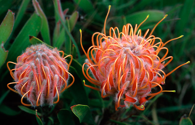 Leucospermum gerrardii (Soapstone pincushion)