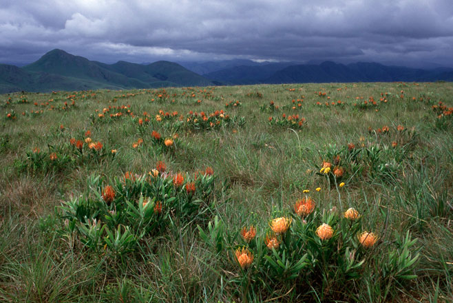 Leucospermum gerrardii (Soapstone pincushion)