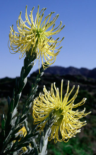 Leucospermum reflexum (Rocket pincushion)