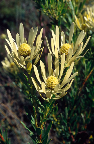 Leucadendron chamelaea