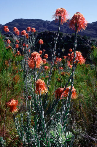 Leucospermum reflexum (Rocket pincushion)