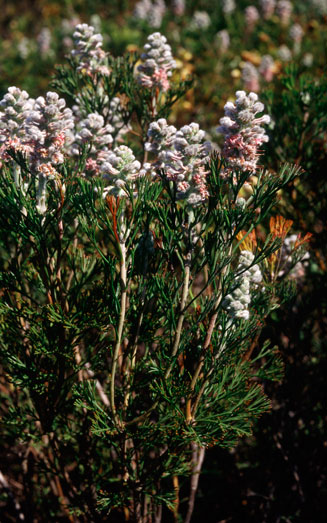 Paranomus abrotanifolius (Bredasdorp sceptre)