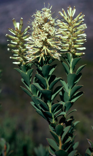 Paranomus sceptrum-gustavianus (King Gustav's sceptre)