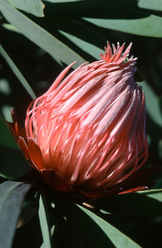 Protea curvata (Barberton sugarbush)