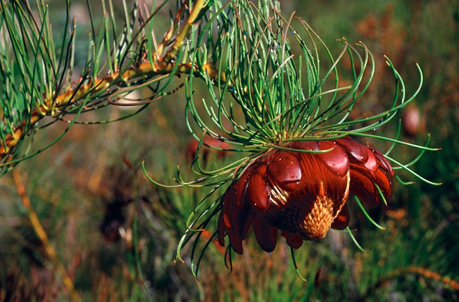 Protea pityphylla (Ceres sugarbush)