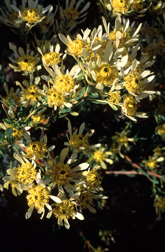Leucadendron chamelaea