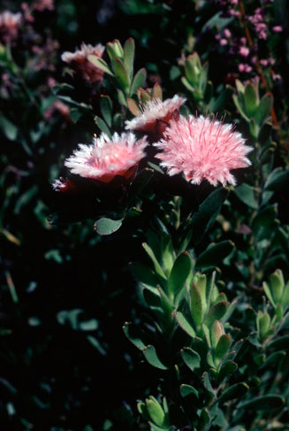 Diastella parilis