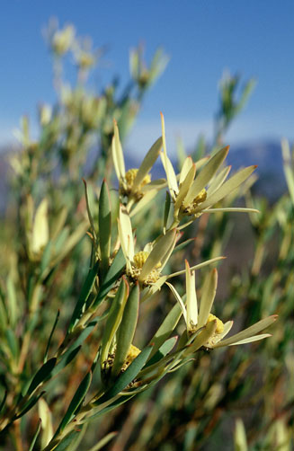 Leucadendron flexuosum