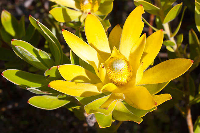 Leucadendron laureolum