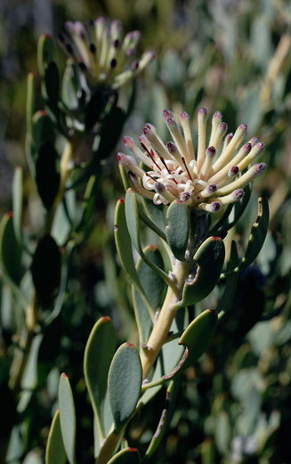 Vexatorella alpina (Kamiesberg vexator)