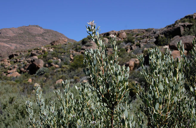 Vexatorella alpina (Kamiesberg vexator)