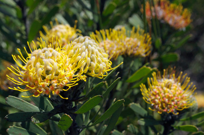 Leucospermum muirii (Albertinia pincushion)