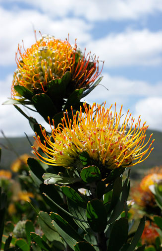 Leucospermum praecox
