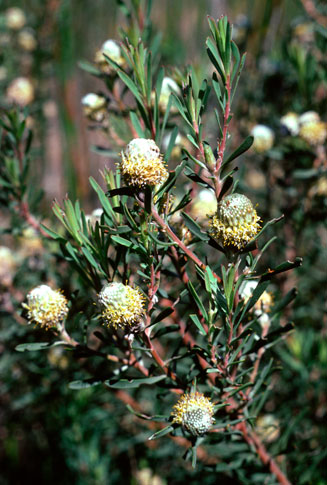 Leucadendron galpinii