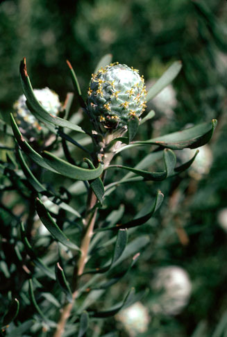 Leucadendron galpinii