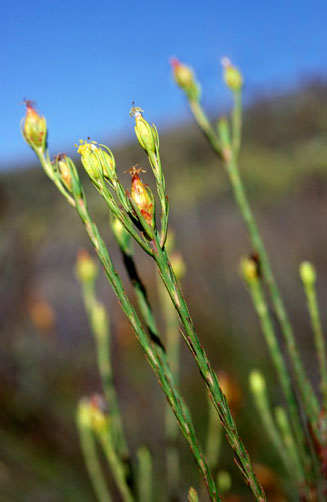Leucadendron macowanii