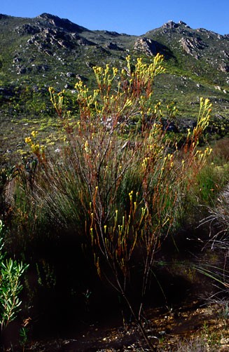 Leucadendron macowanii