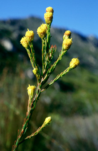 Leucadendron macowanii