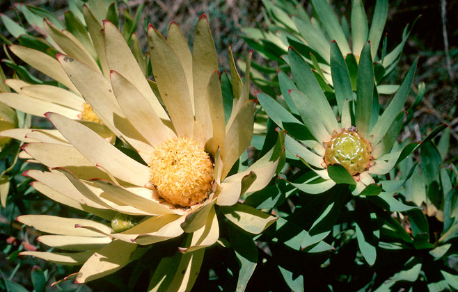 Leucadendron orientale