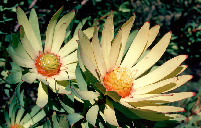 Leucadendron orientale