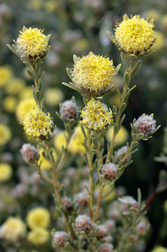 Leucadendron nitidum