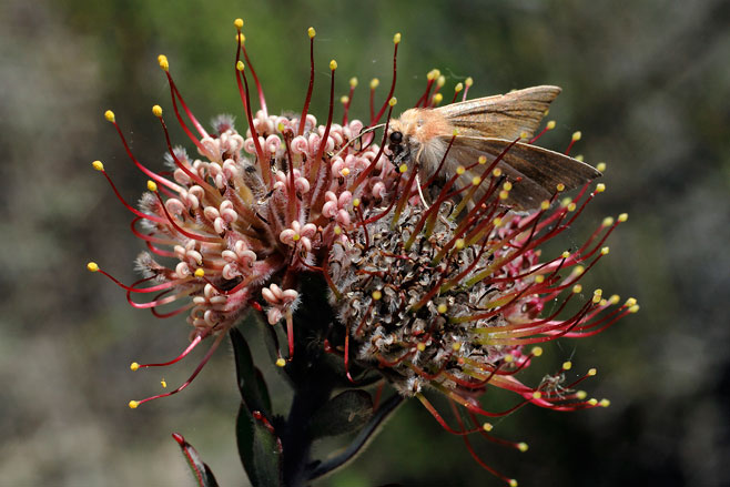 Leucospermum calligerum