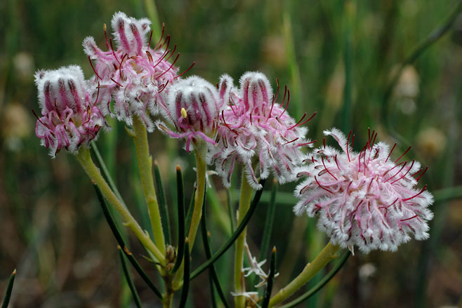 Serruria linearis (Needle-leaf spiderhead)