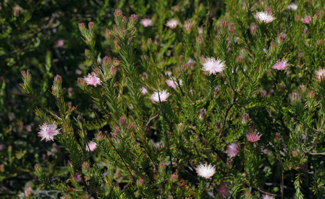 Diastella proteoides