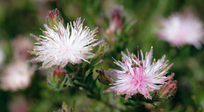 Diastella proteoides