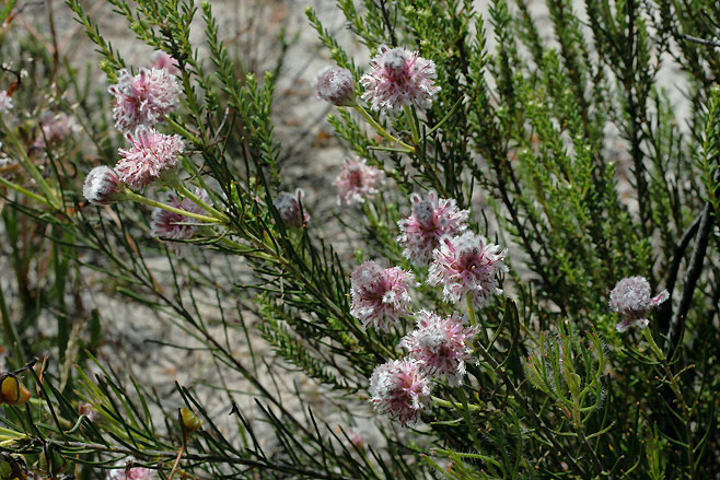 Serruria linearis (Needle-leaf spiderhead)