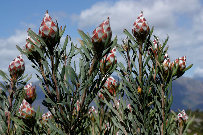 Leucadendron rubrum