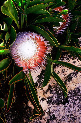 Protea cryophila (Snowball protea)