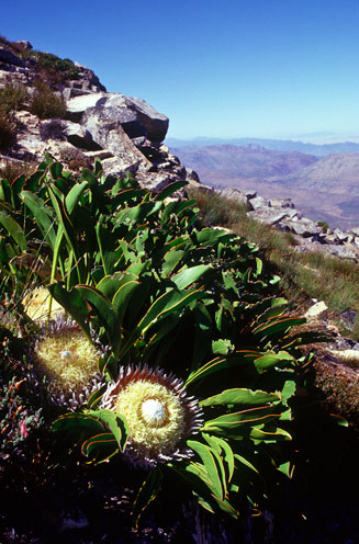 Protea cryophila (Snowball protea)
