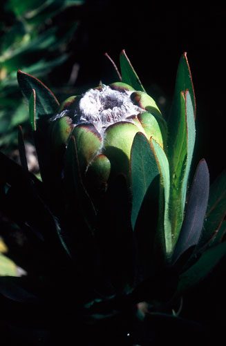 Protea coronata (Green sugarbush)