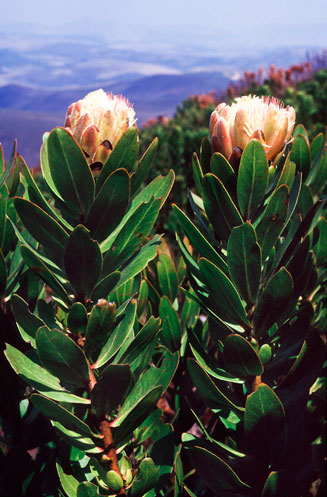 Protea asymmetrica (Inyanga sugarbush)