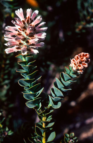 Paranomus spathulatus (Langeberg sceptre)